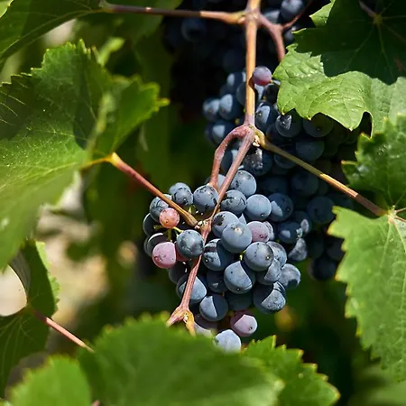 La Romantica Hotel Mladá Boleslav